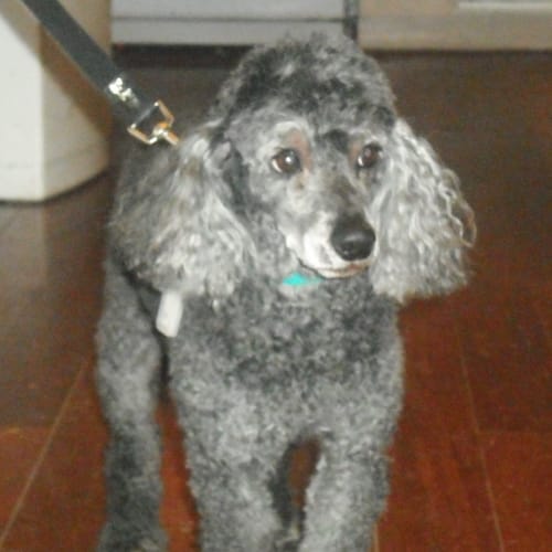 No photo for **On Trial With My New Family** Sam