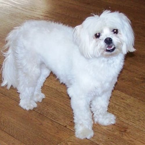 No photo for Bella= On Hold