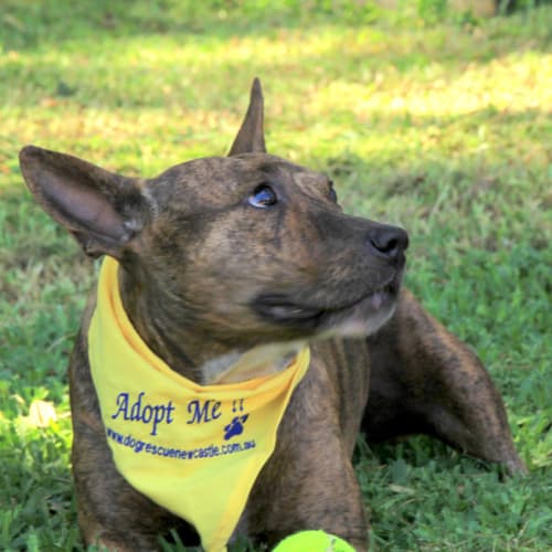 No photo for Meg (On Trial)