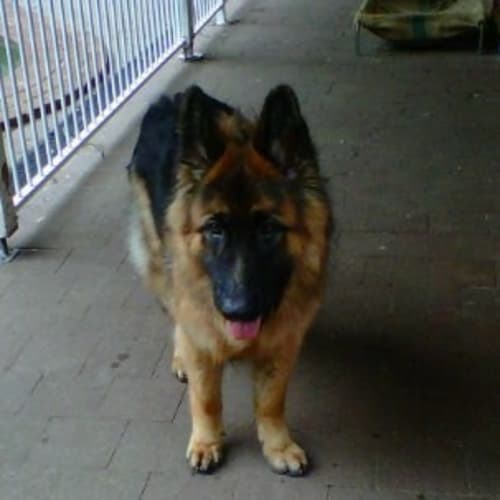 No photo for Dexter On Hold Pending Adoption