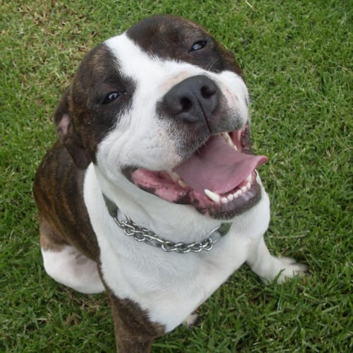 No photo for Bentley