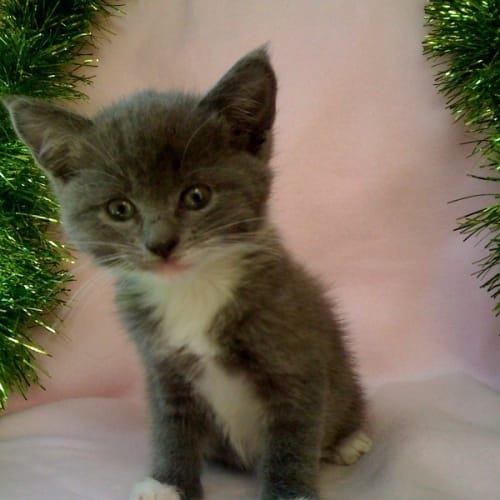 Misty *Adoption Pending*