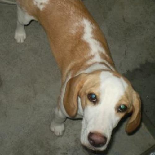 No photo for Douglas