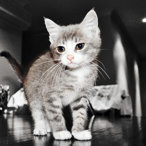 No photo for Wynston