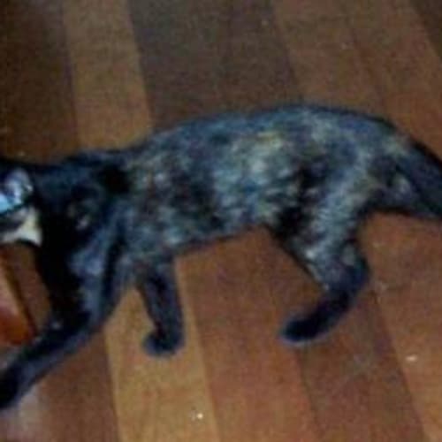 Pepper