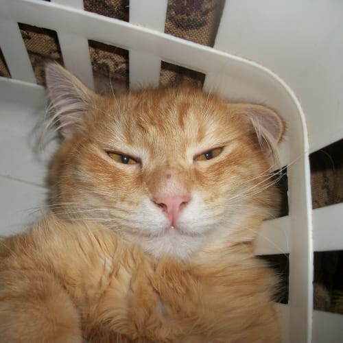 No photo for Garfield