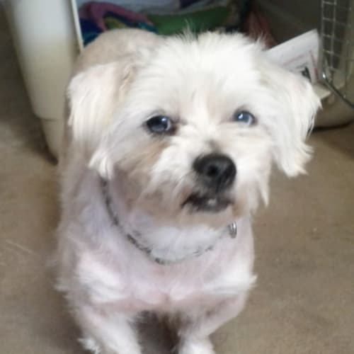 No photo for On Hold Will