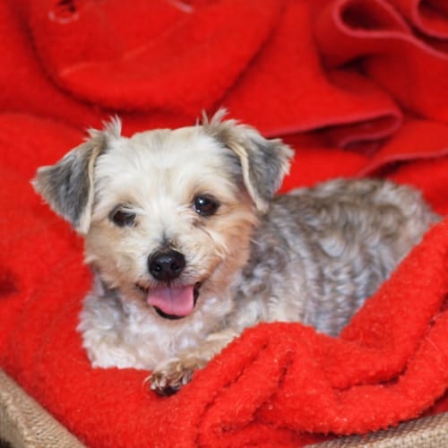 Fifi and Cuddles - I'M On Trial in My New Home