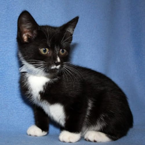 No photo for Mac Kenzie