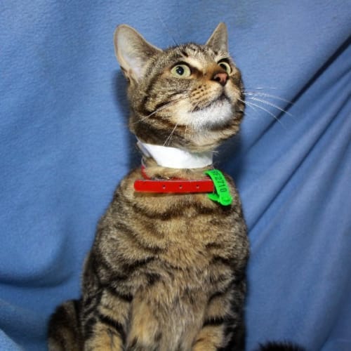 No photo for Tallulah