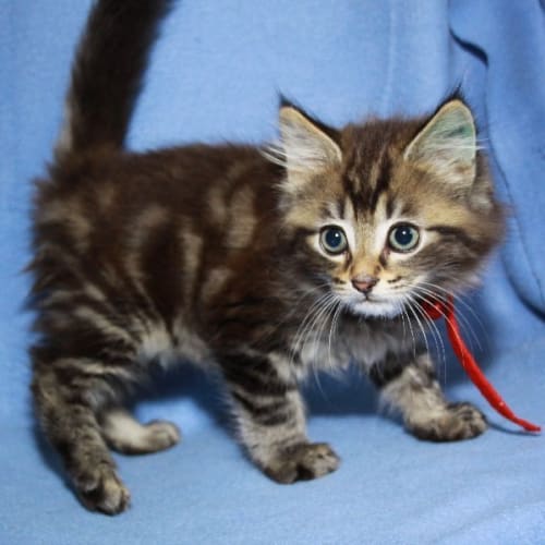 No photo for Jericho