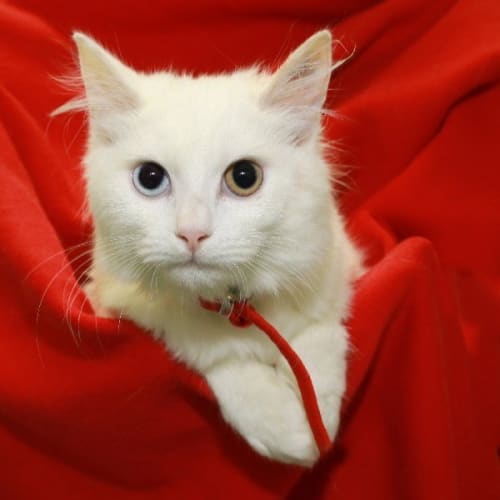 No photo for Angelica