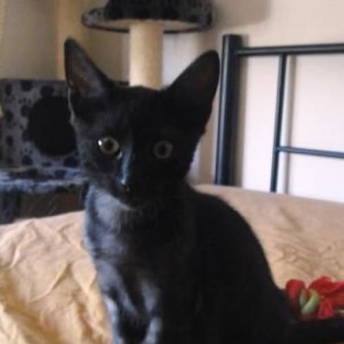 No photo for Zuri (C1765)