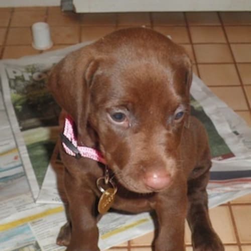 No photo for Amy(td083)*Adopted*