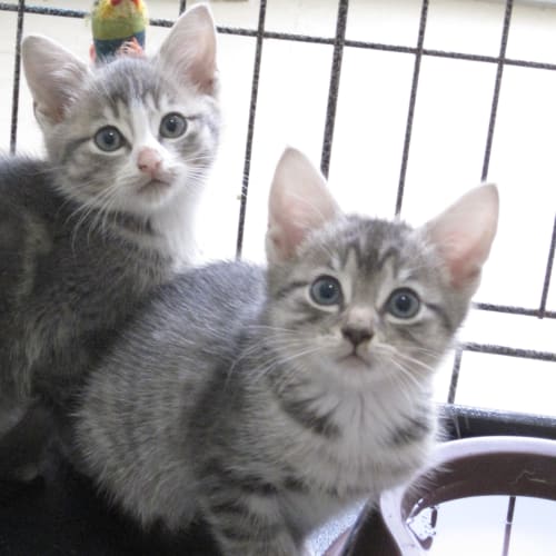 No photo for Grover (Deposit Taken)