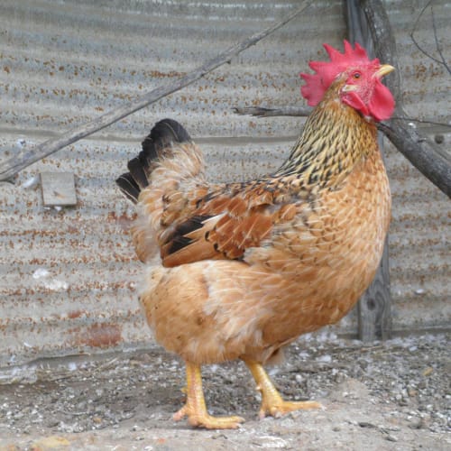 No photo for Cluckle Berry Finn