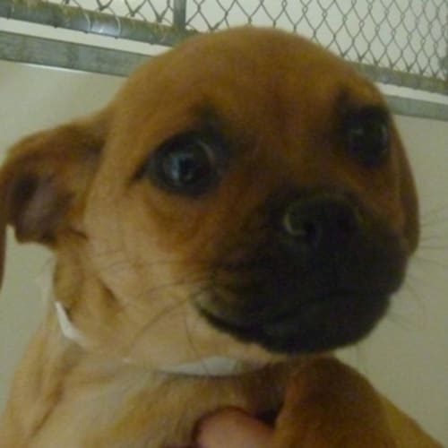 No photo for Stevie 713724   On Hold