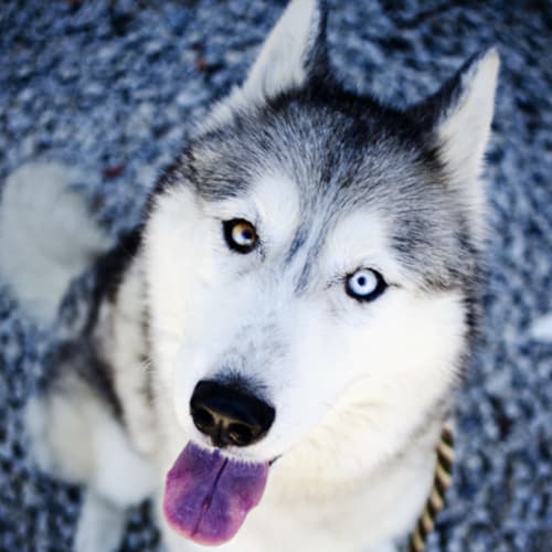 No photo for Sako 720084