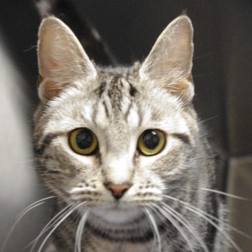 No photo for Georgie