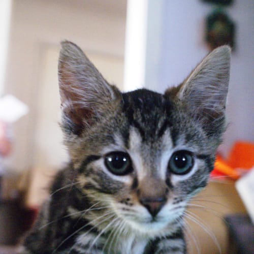 No photo for Dudley**No More Applications Please**