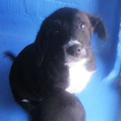 No photo for Sookie 720260