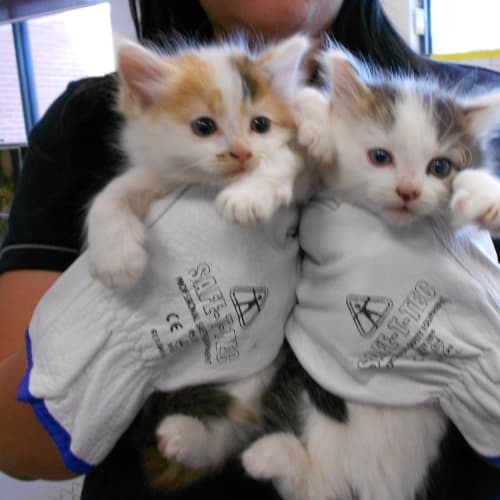 No photo for Kittens