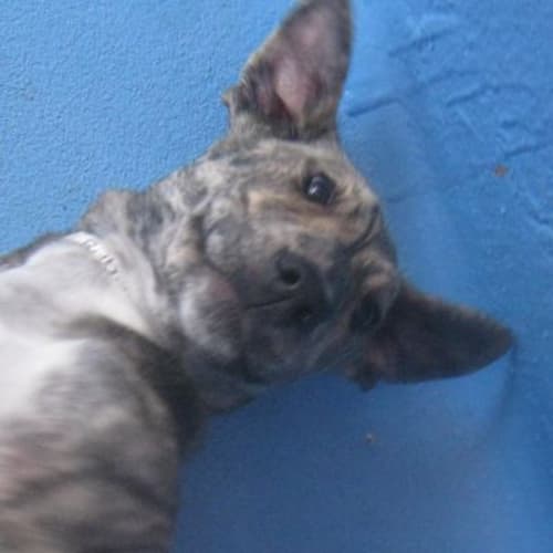 No photo for Nala 720038