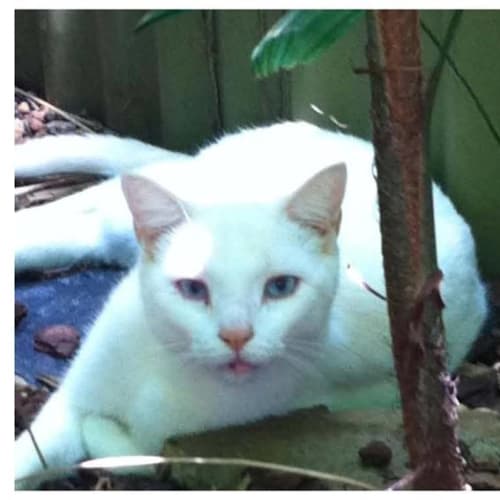 No photo for Romulus