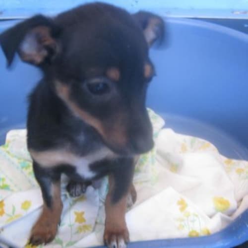 No photo for Diesel 719824