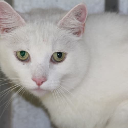 No photo for Artemus