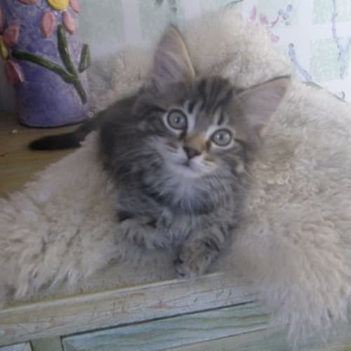 Flynn