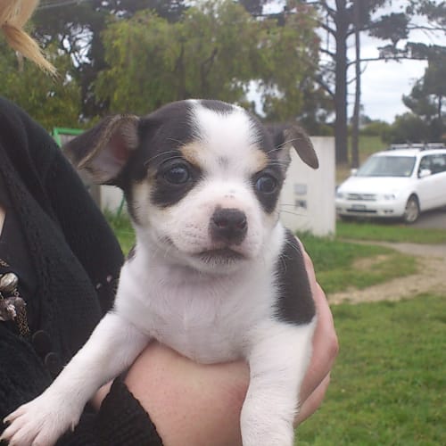 No photo for Hope ( Adopted)