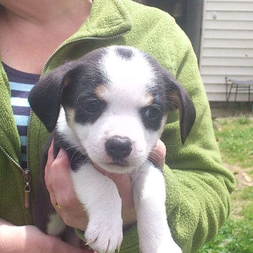 No photo for Penny (Adopted)