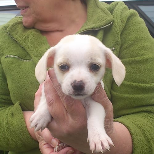 No photo for Ginger (Adopted)