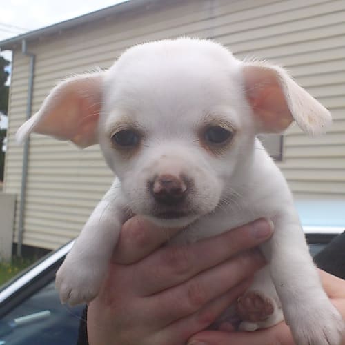 No photo for Yoda (Adopted)