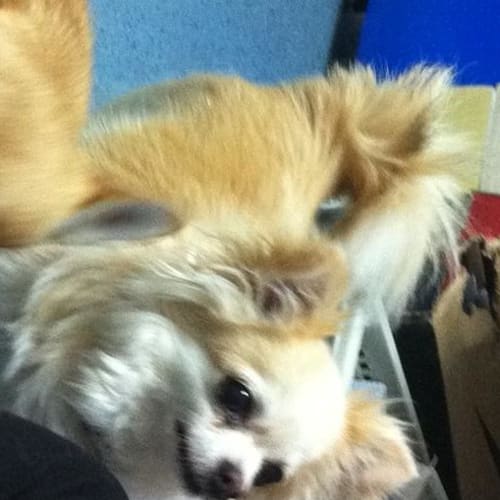 No photo for Whiskey