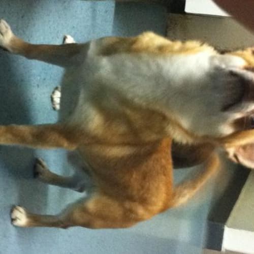 No photo for Jack (Adoption Pending)