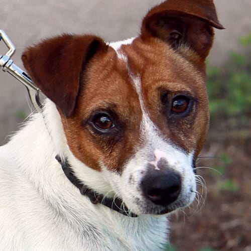 No photo for Sargeant