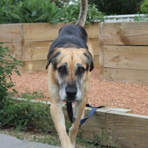 No photo for Sir Reg (Aka Reggie)