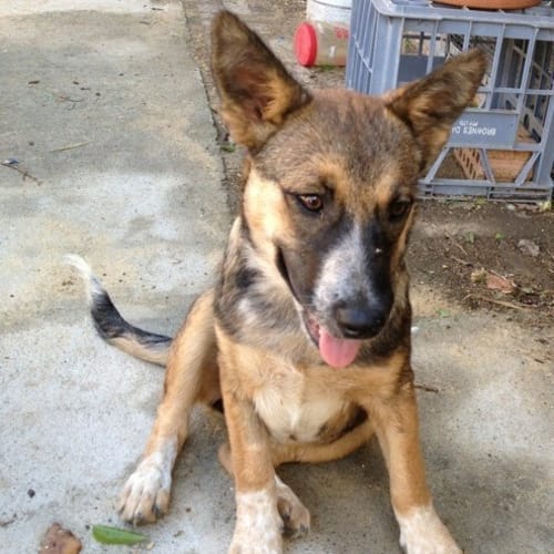 No photo for **On Trial In My New Home** Tessie