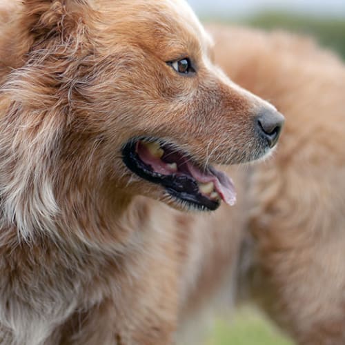 No photo for Vinny Bear