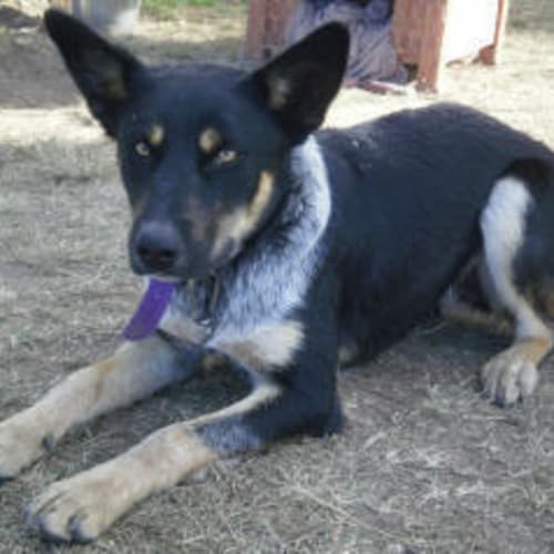 No photo for Boags Is Trying A New Home!!