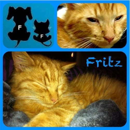 No photo for Fritz