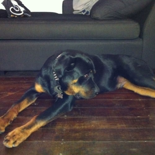 No photo for Jett