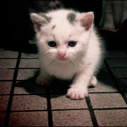 Junior *Adoption Pending*