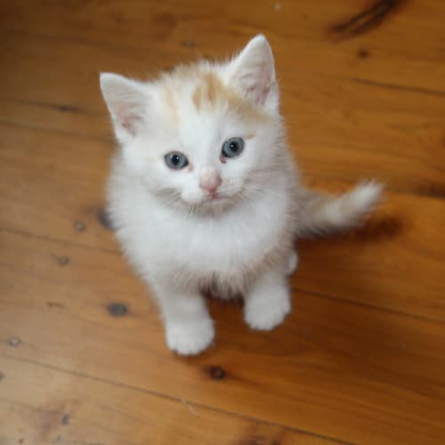 Minja