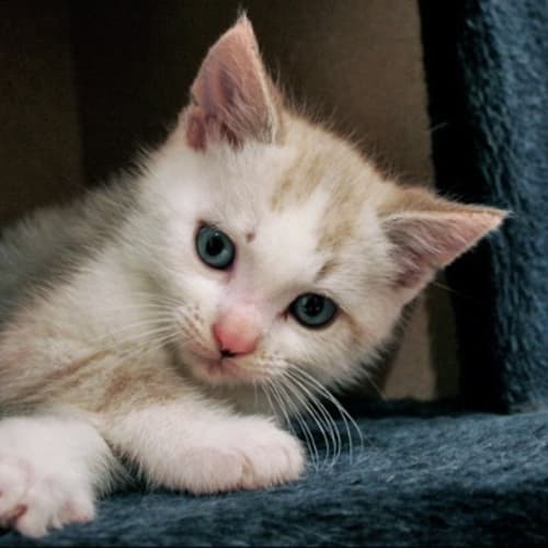 Gizzmo *Adoption Pending*