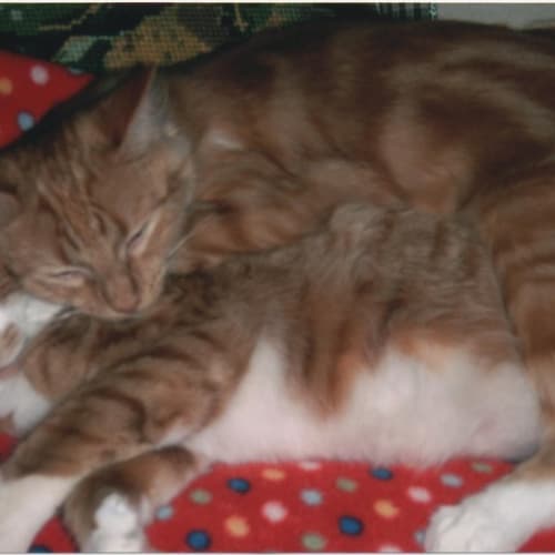 No photo for Cinnamon