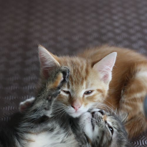No photo for Mitch & Meko