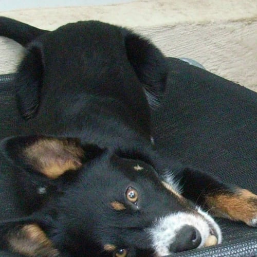 Rex